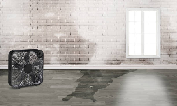 Best Water damage cleanup near me  in Enola, PA